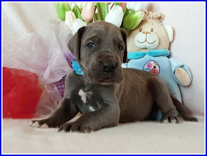 Litter Q - 3 weeks